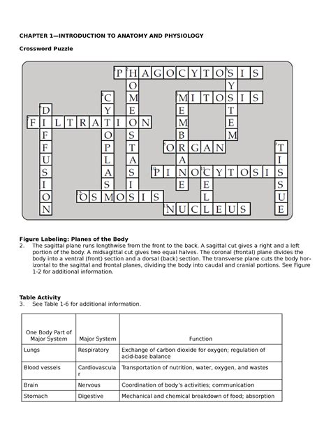 anatomy and physiology crossword|anatomy crossword puzzles with answers.